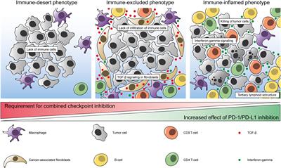 The bladder cancer immune micro-environment in the context of response to immune checkpoint inhibition